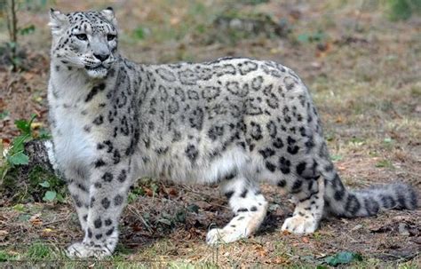 Beautiful Big Cats Domestic Cat Snow Leopard