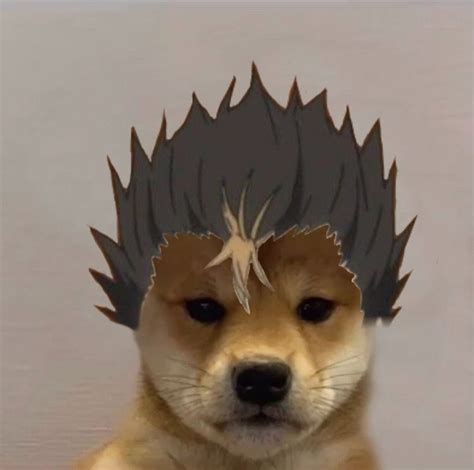 Haikyuu Haikyuu Anime Anime Dog Icon