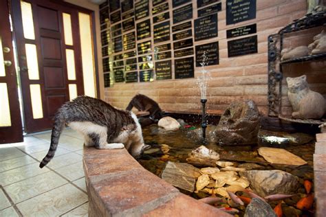 The Worlds Largest No Kill Cat Sanctuary Has Saved More Than 20000