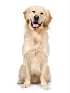 Si Penyayang Anjing Lucu: Merawat Anjing Golden Retriever