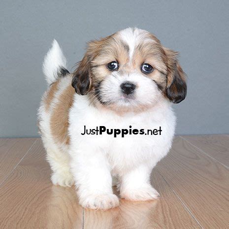 Please.if you want correct and current information. Puppies for Sale - Orlando FL - Justpuppies.net | Puppies ...