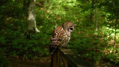 Owl Forest Bird Wallpapers Desktop Birds Animals
