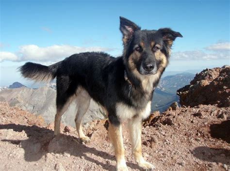 This depends on more dominant parent dog gene. 12 Unreal Border Collie Cross Breeds You Have To See To ...
