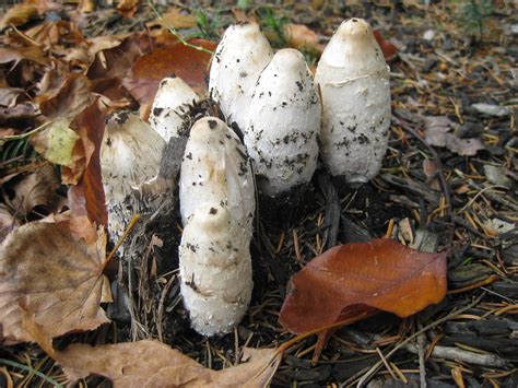 Shaggy Mane Mushrooms The Shaggy Mane Coprinus Comatus I Flickr