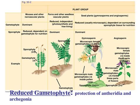 Combined Plant Slides Ch 23 24 25 Ppt Download
