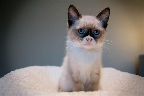My Foster Kitten Looks Like Grumpy Cat Cute Animal Picture
