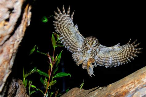 Facts About Nocturnal Animals From Birds To Mammals Animals Time