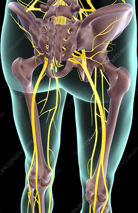 The Nerves Of The Lower Limb Stock Image F0014051 Science Photo