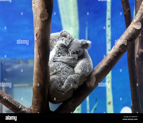 A Baby Koala Bear Is Sleeping With Its Mom On A Branch Of A Tree The