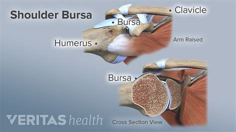 This diagram with labels depicts and explains the details. Shoulder Bursae Anatomy - Anatomy Drawing Diagram