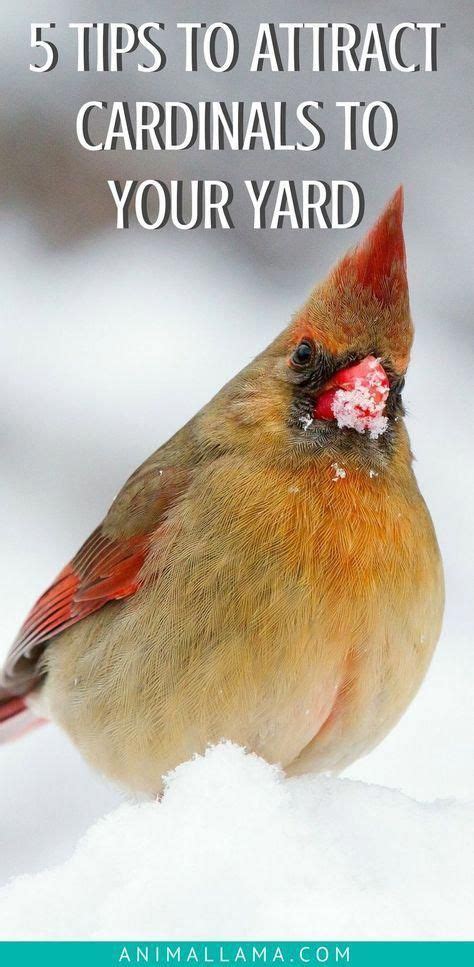 You'll likely need to take additional steps to attract bats to a bat house after setting it up. Invite charming red Cardinal birds to your yard or garden ...