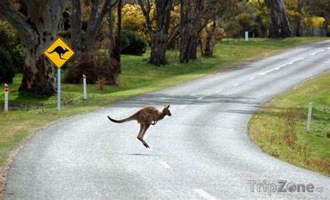 Klokan Skákající Přes Cestu Foto Fotografie Austrálie Tripzonecz