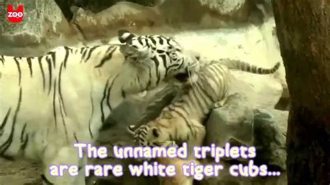 White Tiger Triplets Show Off Youtube