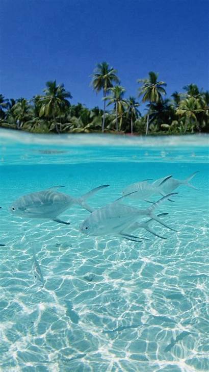 Iphone Tropical Fish Sea Scenery Wallpapers Caribbean