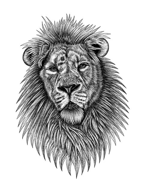 Asiatic Lion Ink Illustration By Lorendowding On Deviantart