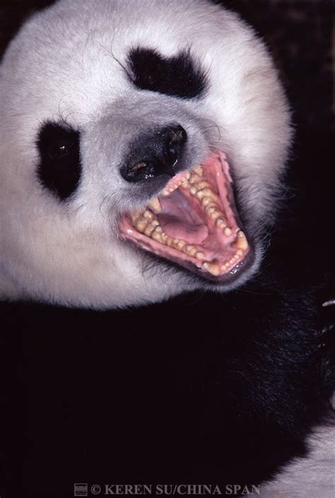 Giant Panda Mouth Open Showing Teeth Wolong Sichuan China Giant