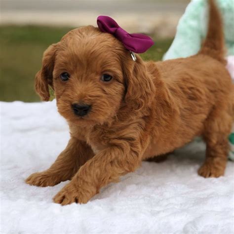 These playful, loving mini goldendoodle puppies are a cross between the golden retriever and the mini poodle. Teacup Goldendoodle - Mini Goldendoodle & Medium ...