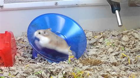 Hamster On A Spinning Disc Youtube