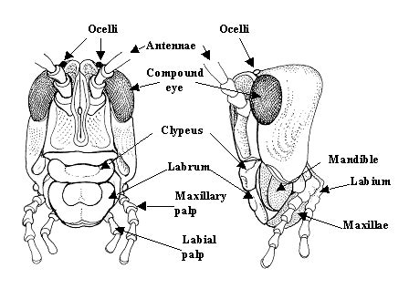 Entomology - Science Olympiad Student Center Wiki