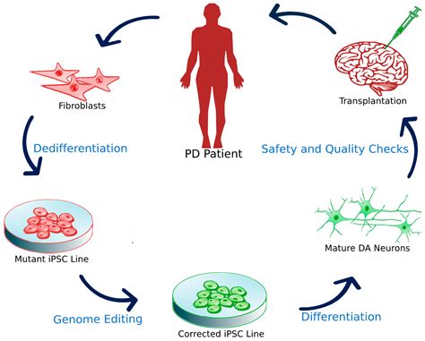 Cells Free Full Text Treatment Of Parkinsons Disease Through