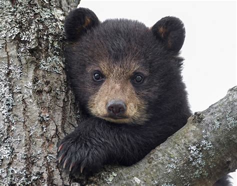 Bear Cub Eyes Wallpaper Hd Animals 4k Wallpapers Images And