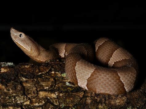 Broad Banded Copperhead Fort Worth Area Snakes · Inaturalist