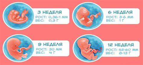 Третий триместр беременности похудеть