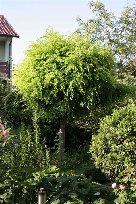 We did not find results for: Die schönsten Bäume für kleine Gärten in 2020 | Garten ...