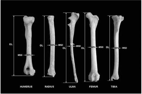 Struktur Tulang Pipa