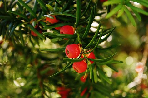 The Best Yew Trees To Plant In Kansas City