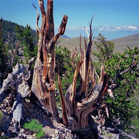 Ancient Bristlecone Pine Tree Composition 11 Inyo National Forest
