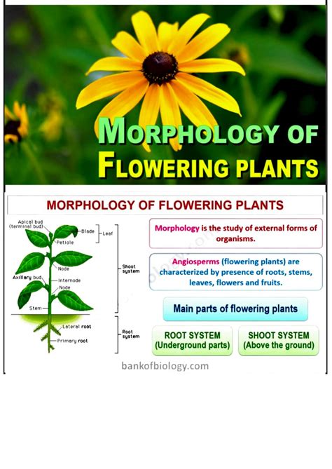 Solution Morphology Of Flowering Part Studypool