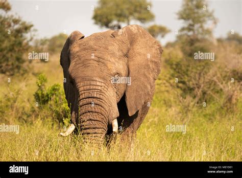 Young Elephant Bull Feeding On Long Grass Stock Photo Alamy