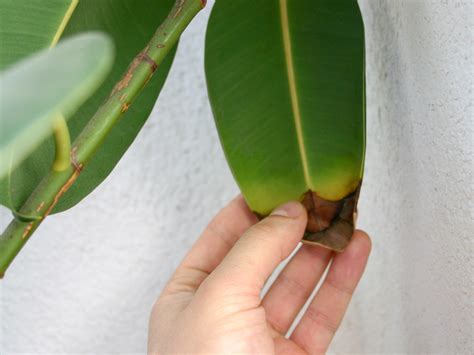 Fishbone cactus propagation and care. How to Care for Ficus: 10 Steps - wikiHow