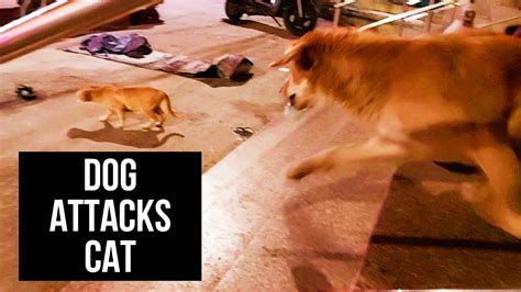 Dog Attacks Cat Street Dog Attacks A Cat Youtube