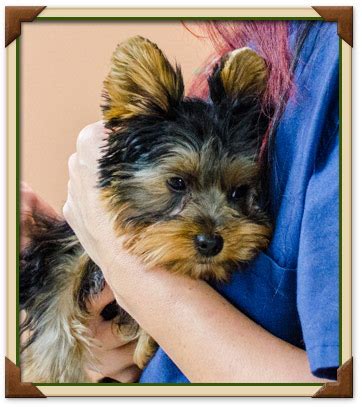 The american animal hospital association. Pet Emergencies | Manalapan Animal Clinic & Hospital | NJ