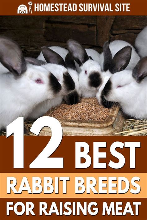 12 best rabbit breeds for raising meat homestead survival site rabbit breeds meat rabbits