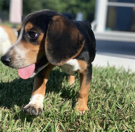 Jack russell beagle puppies free to good home. Beagle Puppies For Sale | Lake City, FL #308865 | Petzlover
