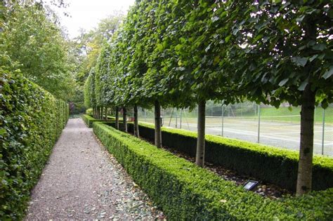 Imagine your favorite fruit trees decoratively arranged in plant pots, vases or around your garden. Using trees to create an interesting garden | Tree garden ...