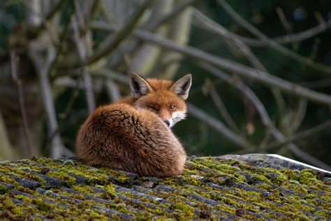 Scottish Wildlife Trust Fox Incremental Group