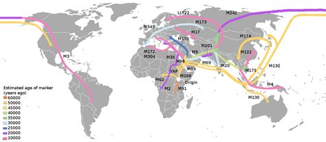 World Map Of Y Dna Haplogroups With Possible Migration Routes Vivid Maps