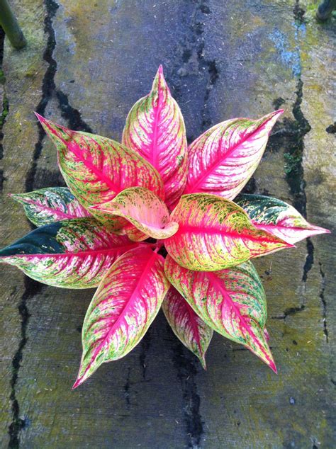 Aglaonema Jenis Tanaman Hybrid Variegated Plants Evergreen Plants