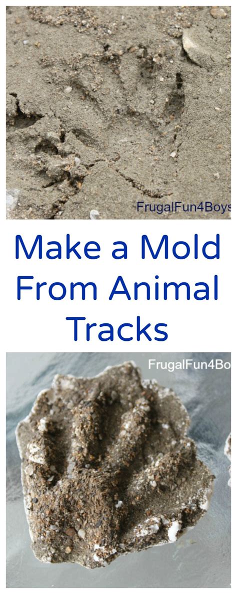 How To Make A Mold Of Animal Tracks With Plaster Of Paris Frugal Fun