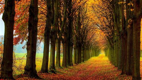 Autumn Path Colors Beautiful Walk Foliage Forest Fall Trees