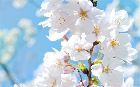 White Cherry Blossoms In Spring Wallpaper 1680x1050 Resolution