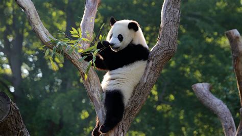 Her Mit Dem Bambus Wir Sind Echte Pandas