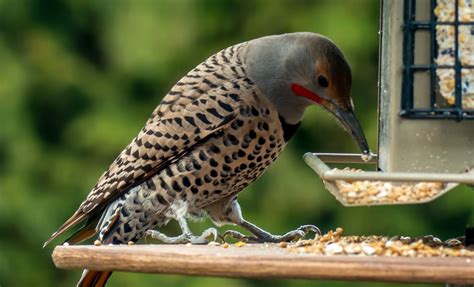 Everything You Need To Know About Woodpeckers In