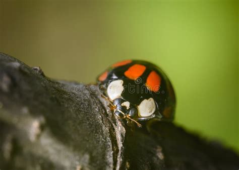 close up view of a ladybug sitting on a tree branch stock image image of plant sitting 224401467