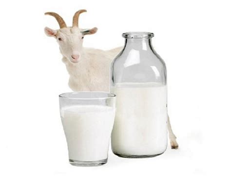 Sabun susu kambing ( sasumbing ) bpom. Manfaat Susu Kambing Untuk Kesehatan