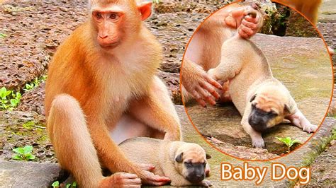 Ohhh So Seriously Help Baby Dog Monkey Stole Humans Baby Dog